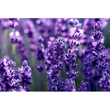 Lavendel/Melisse stoomgeur Florage