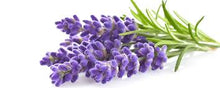Lavendel sauna opgiet Florage