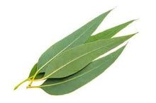 Camylle Eucalyptus stoomgeur 100% natuurlijk - Luchtwegen
